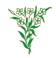 Decorative plant